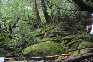 苔むす森、もののけ姫の森